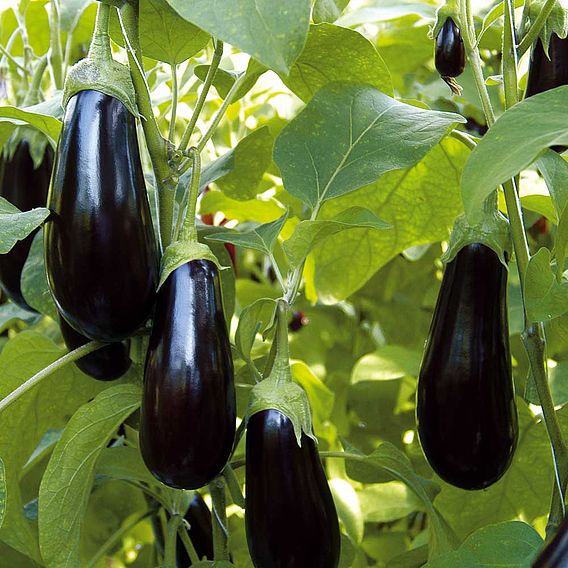 Aubergine 'Scorpio' (Grafted)