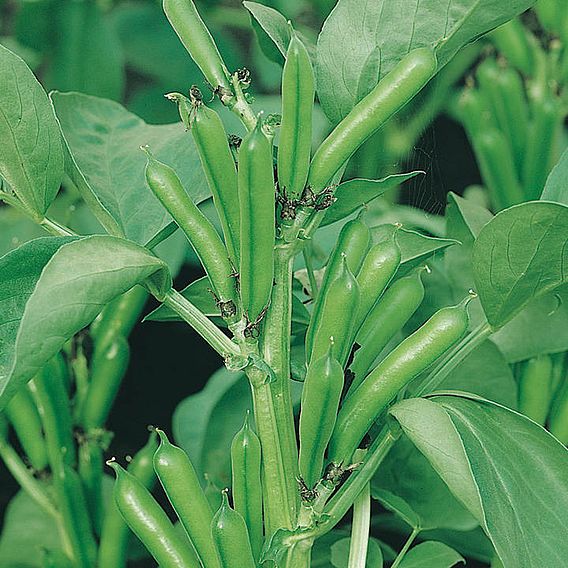 Bean (Broad) Plants - The Sutton