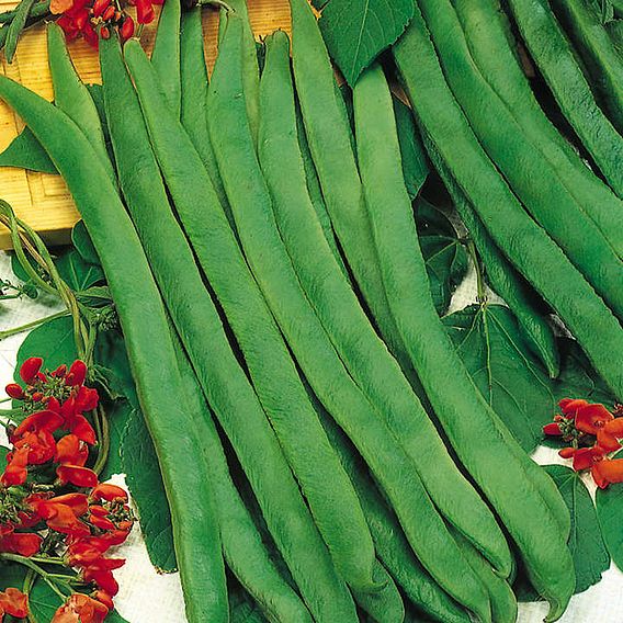 Runner Bean Seeds - Prizewinner