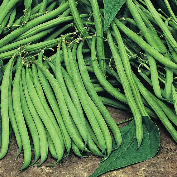 Bean (Climbing French) Plants - Cobra