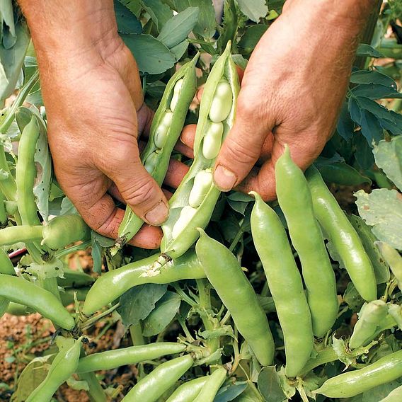 Bean (Broad) Plants - The Sutton