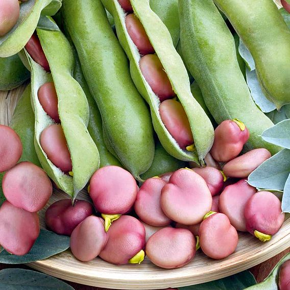 Broad Bean Karmazyn Seeds