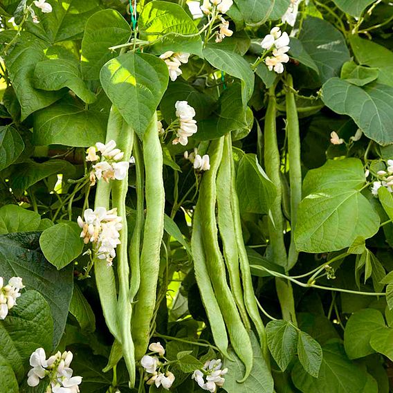 Runner Bean 'Mergoles' - Seeds
