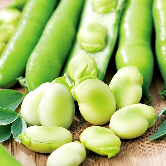 Broad Bean 'Aquadulce Claudia' - Seeds