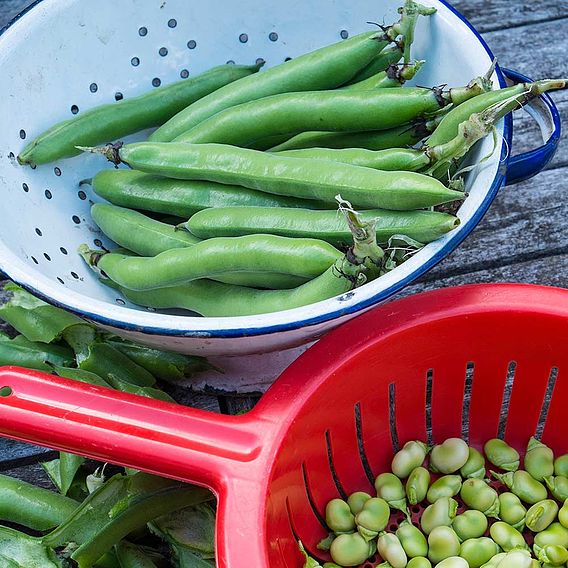 Bean (Broad) Plants - The Sutton
