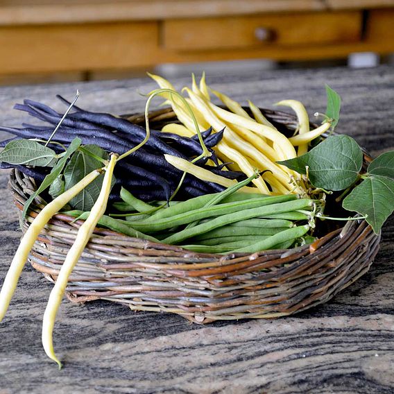 Bean (Climbing French) Plants - Colourful Climbing Mix
