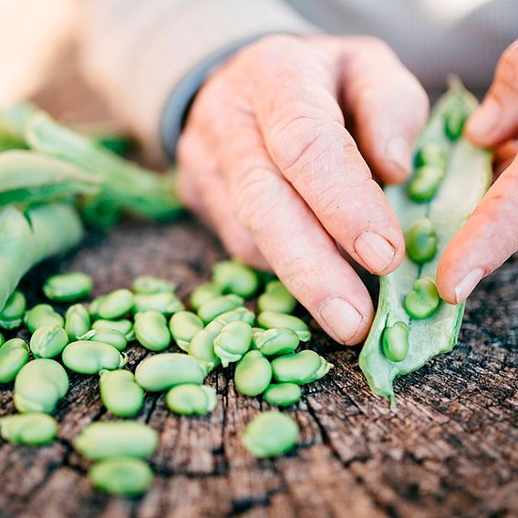 Broad Bean Seeds - Imperial Green Longpod