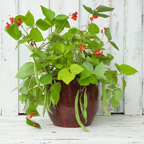 Runner Bean 'Jackpot Mix' - Seeds