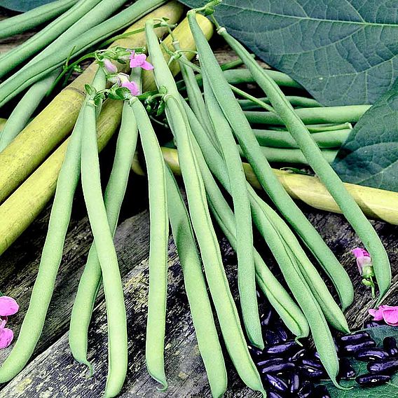 Bean French Climbing (Organic) Seeds - Cobra