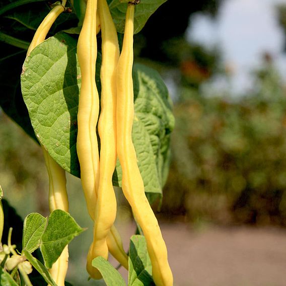 Bean Climbing French (Organic) Seeds - Neckargold