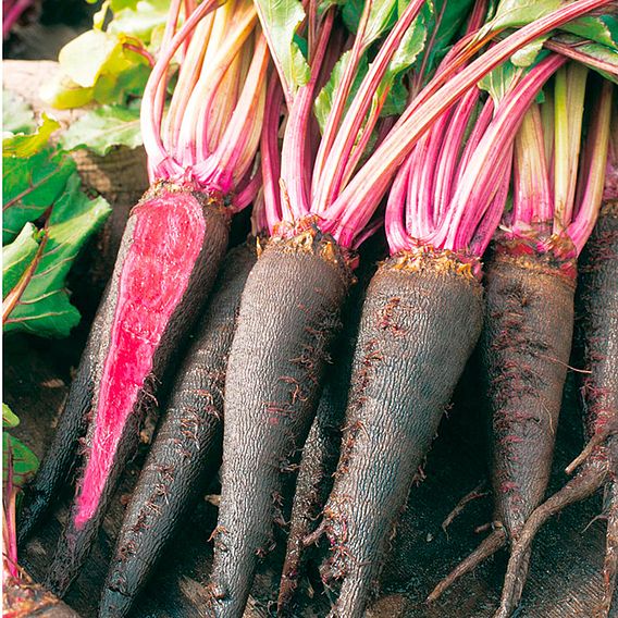 Beetroot 'Rouge Crapaudine' - Seeds
