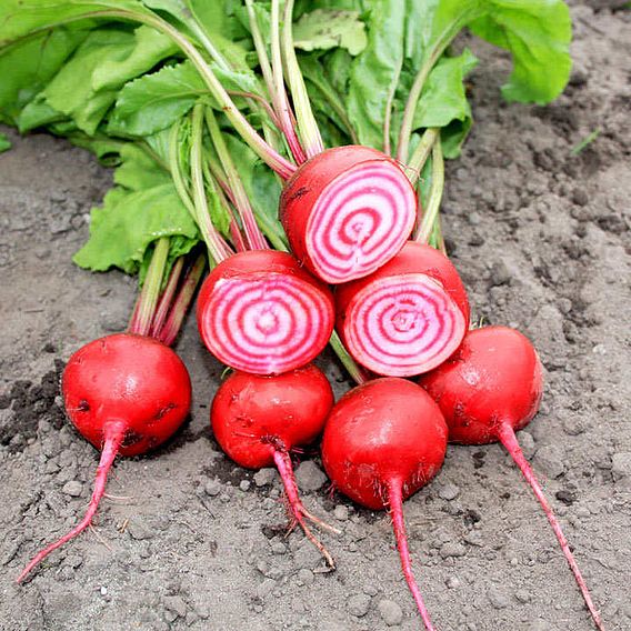 Beetroot (Organic) Seeds - Barabietola Di Chioggia