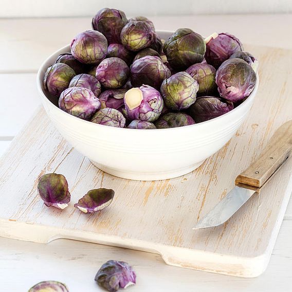 Brussels Sprout 'Red Rubine' - Seeds