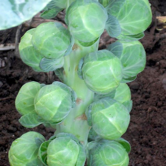 Brussels Sprout (Organic) Seeds - F1 Doric