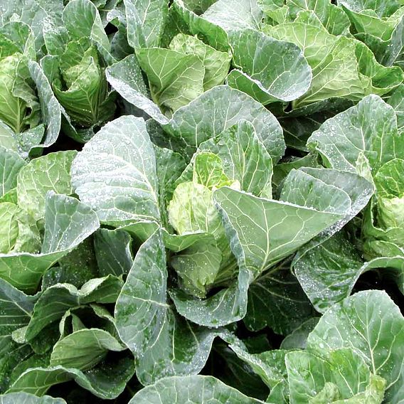 Keep Cropping Cabbage Plants - Winterjewel