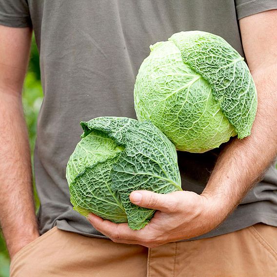 Cabbage Seeds - Savoy D'Aubervilliers