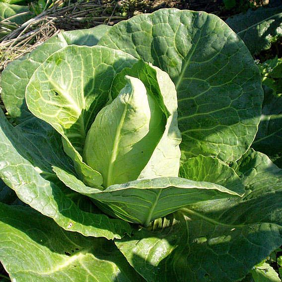 Cabbage 'Chateaurenard' (Organic) - Seeds