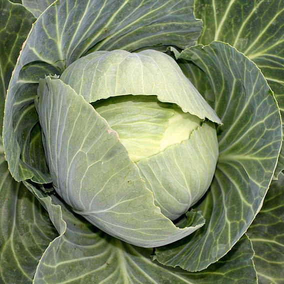 Cabbage 'Drago' F1 - Organic Seeds