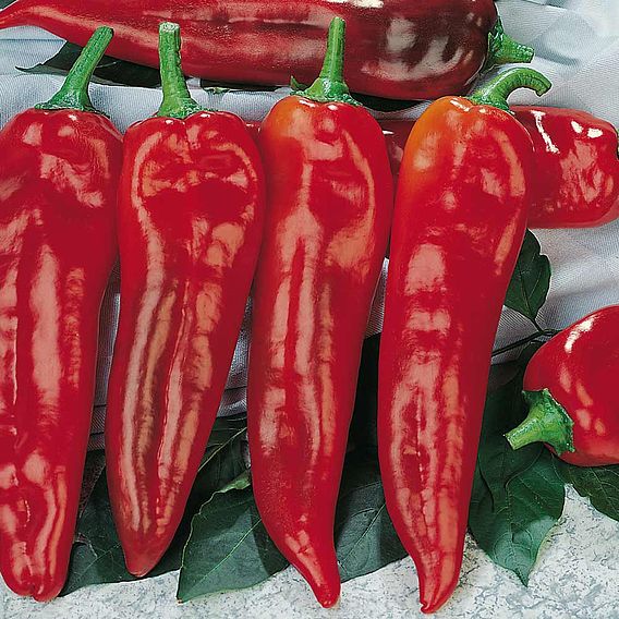 Pepper Seeds - Corno Di Toro Rosso