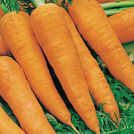 Carrot (Organic) Seeds - Autumn King 2