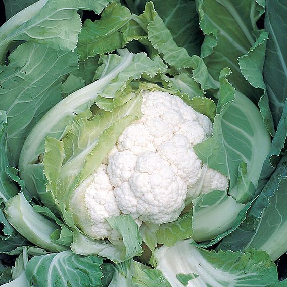 Cauliflower (Organic) Seeds - Skywalker F1
