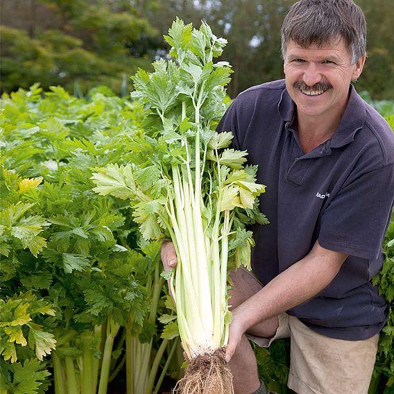 Celery Seeds - Loretta