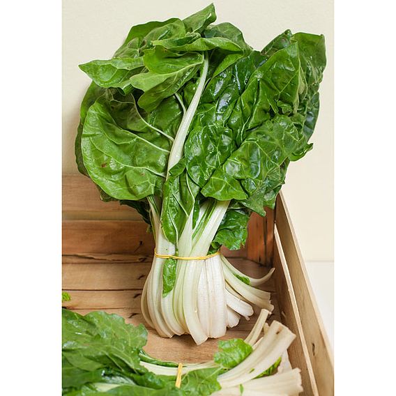 Chard 'Barese' - Seeds