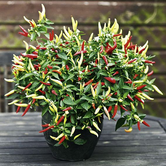 Pepper 'Basket Of Fire' F1 - Seeds