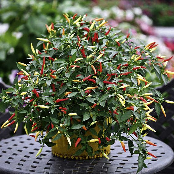 Pepper 'Basket Of Fire' F1 - Seeds