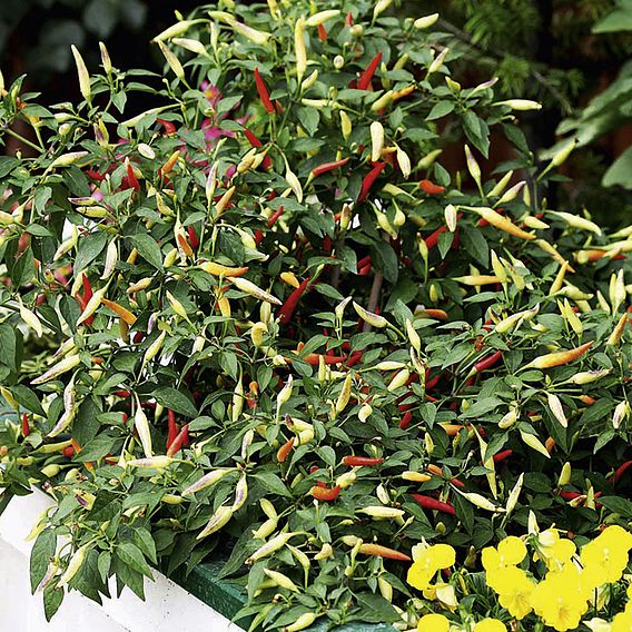 Pepper 'Basket Of Fire' F1 - Seeds