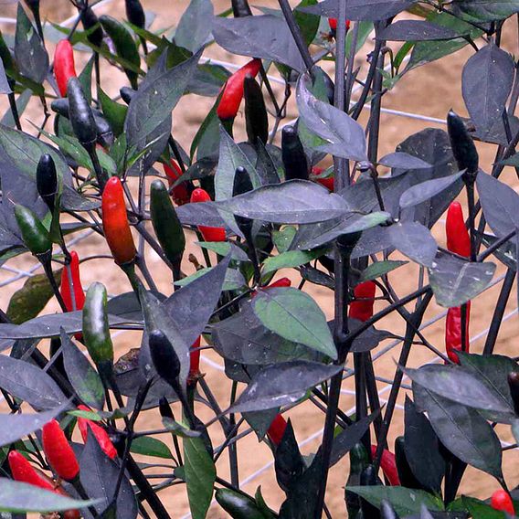 Pepper Chilli Seeds - Zimbabwe Black