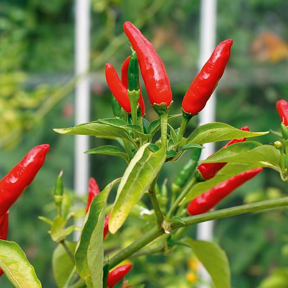 Chilli Pepper 'Tabasco'