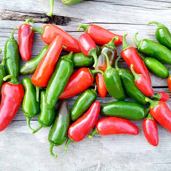 Pepper Chilli Plants - Jalapeno