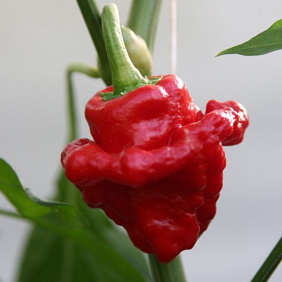 Chilli Pepper Plant - Scotch Bonnet Red