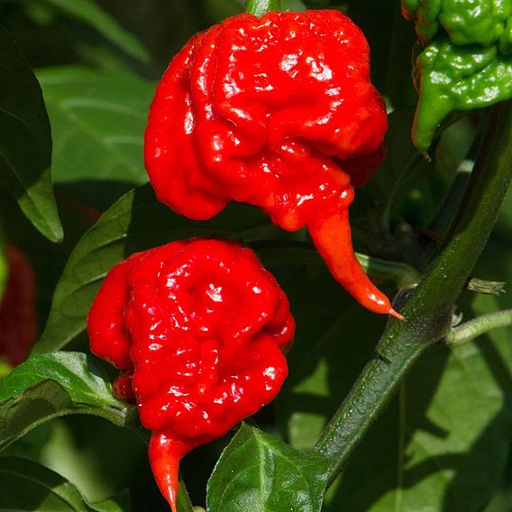 Pepper (Chilli) Hot Patio 'Carolina Reaper'