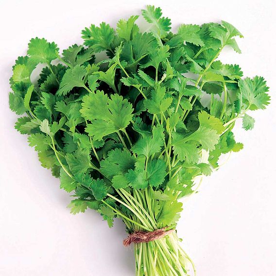 Coriander - Organic Seeds