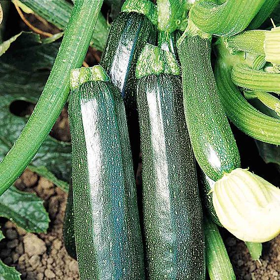 Courgette Plant - Sure Thing