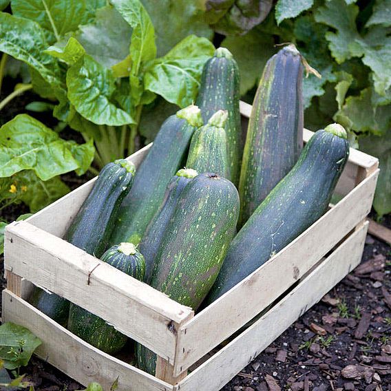 Courgette 'Black Beauty' - Organic Seeds