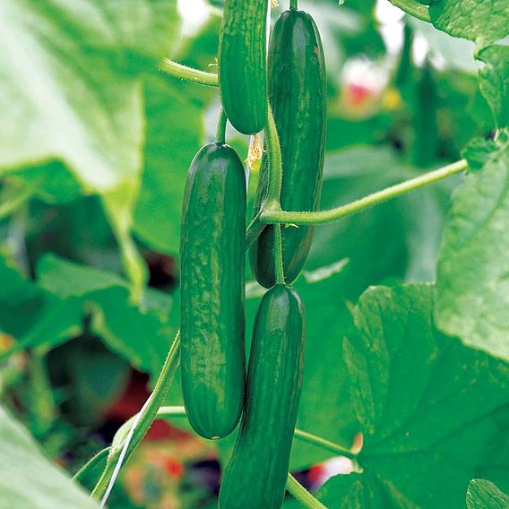 Cucumber 'Passandra' F1 - Organic Seeds