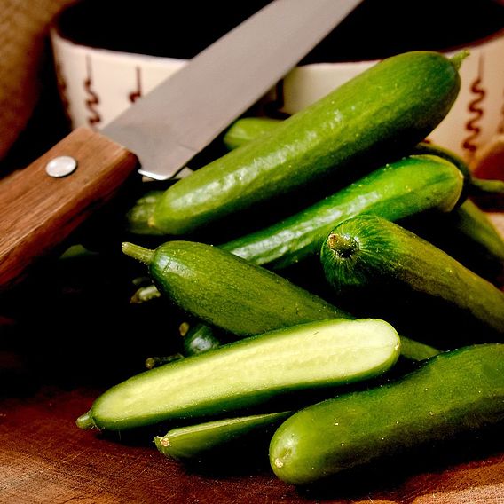 Cucumber 'Passandra' F1 - Organic Seeds