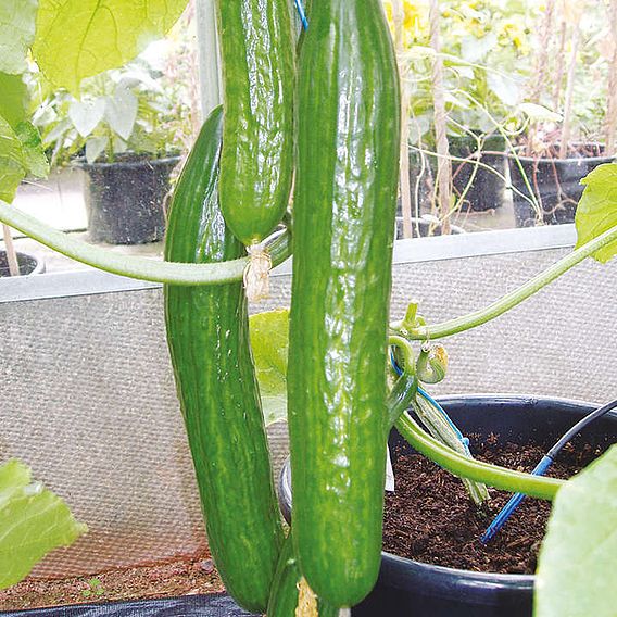Cucumber F1 Carmen (Grafted)