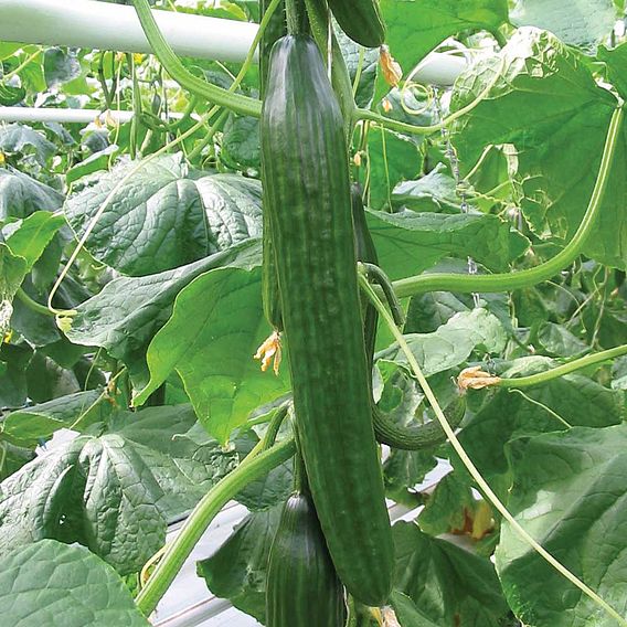 Cucumber 'Carmen' F1 Hybrid (Grafted)