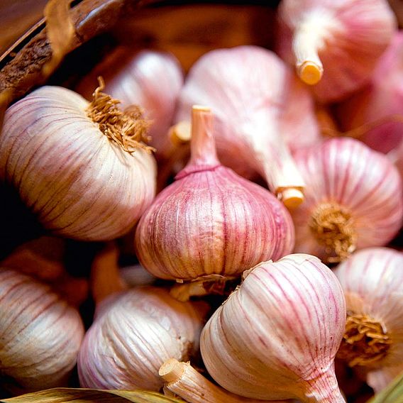 Garlic (Autumn) 'Eden Rose'