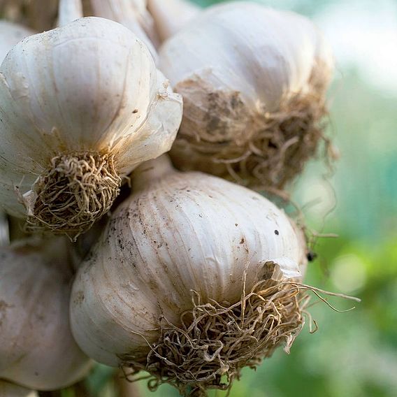 Garlic Bulbs - Lovers Collection