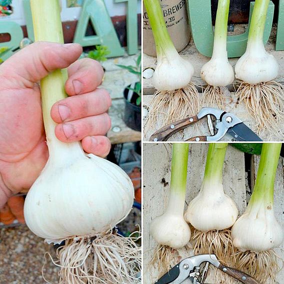 Elephant Garlic (Spring/Autumn Planting)