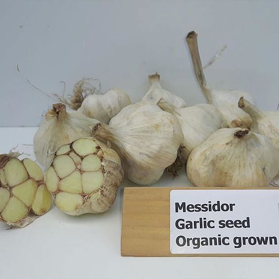 Garlic 'Messidor' (Autumn Planting)