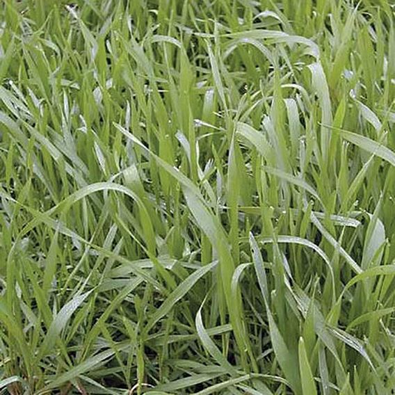 Hungarian Grazing Rye (Green Manure) - Organic Seeds