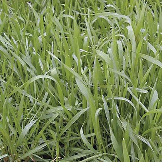 Green Manure - Hungarian Grazing Rye 112G (7Sqm)