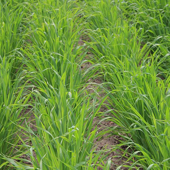 Oats Black (Green Manure)(Japanese) - Organic Seeds