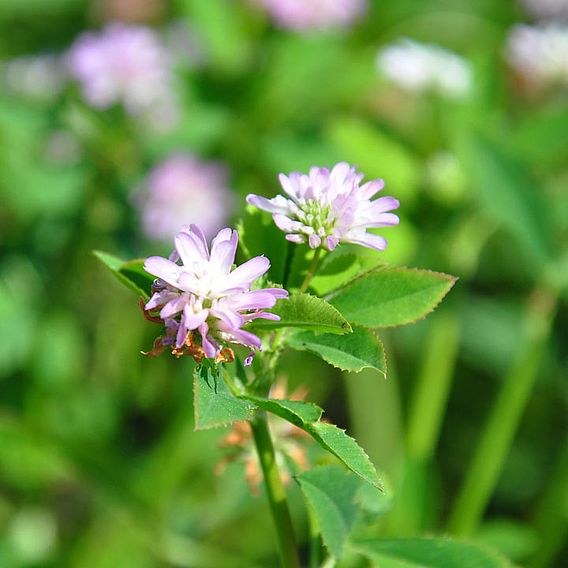 Persian Clover (Green Manure) - Organic Seeds